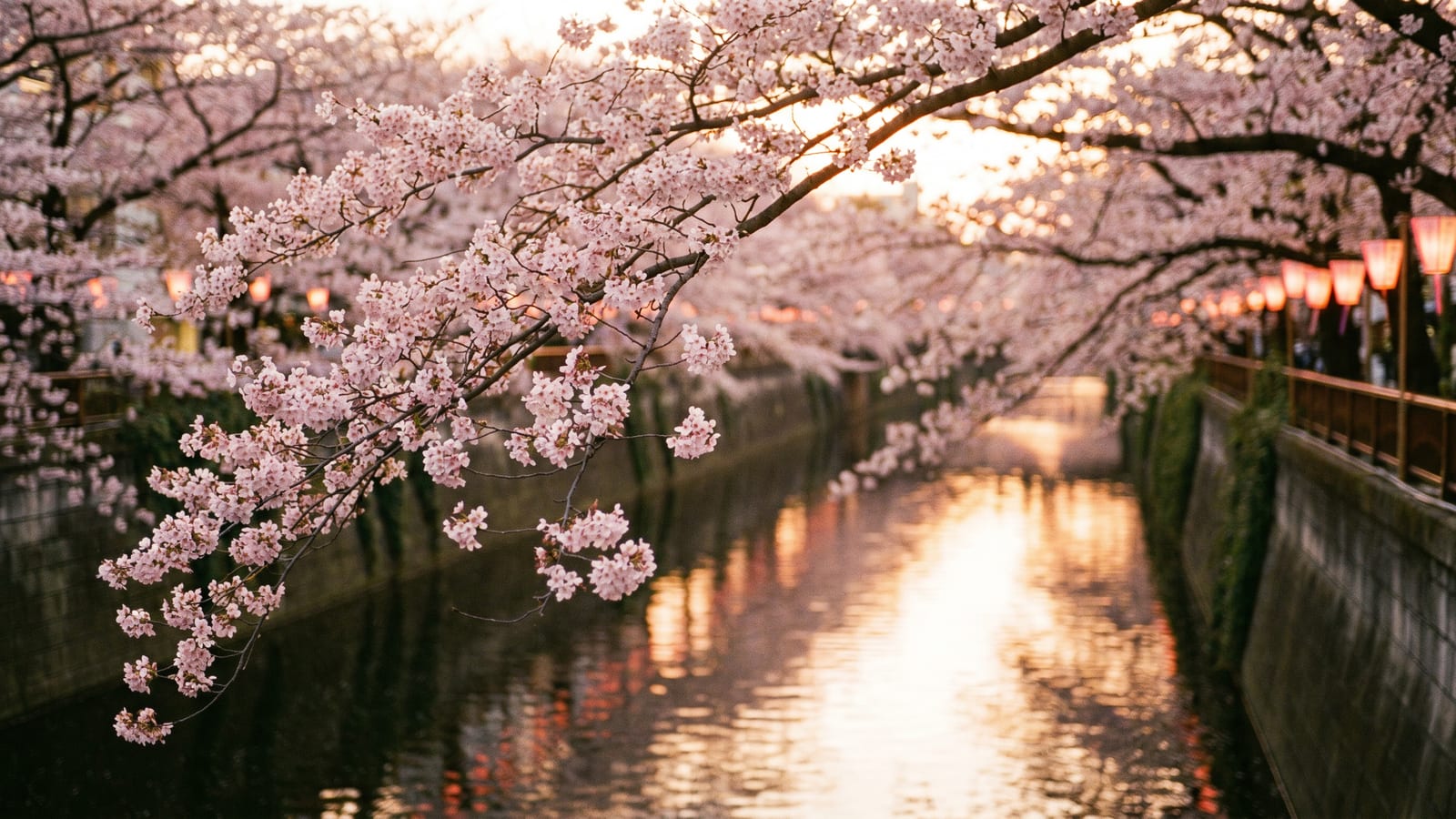 Tokio sakura 2026 – kirsikankukkien aika ja budjettimatkailijan opas